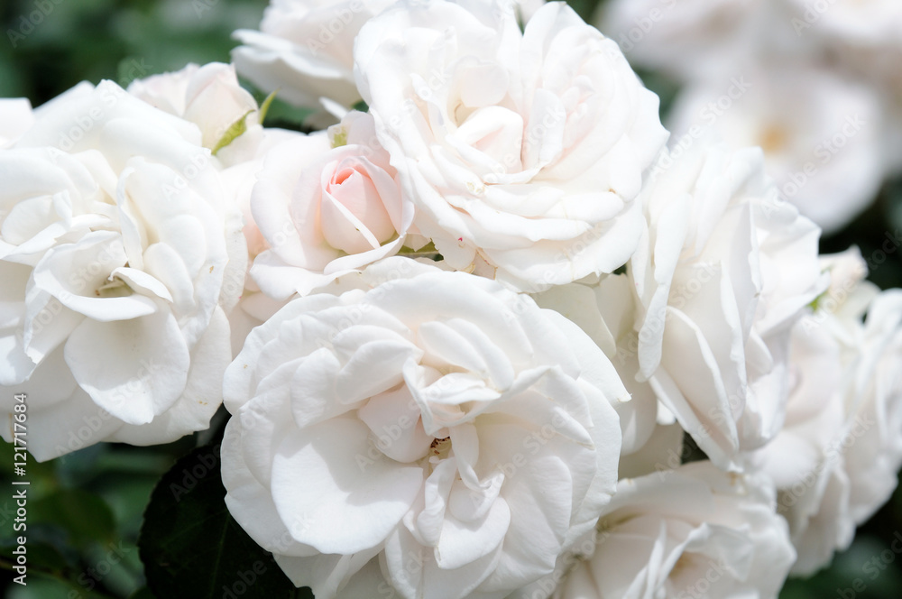 Fototapeta premium white roses.soft focus