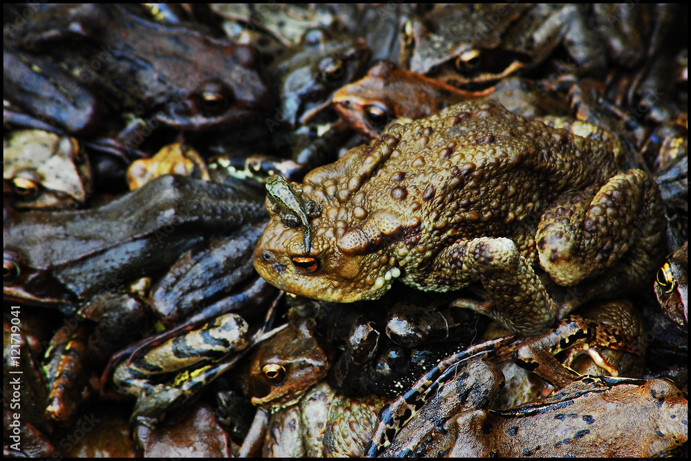 Fototapeta premium King