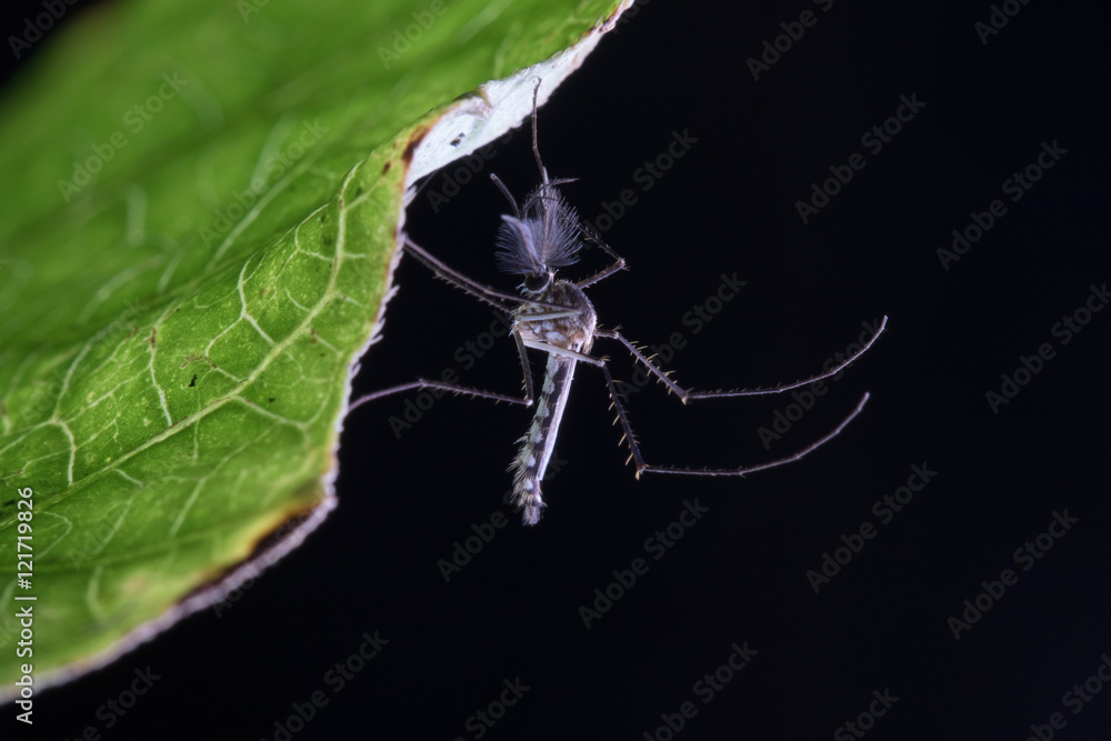 Mosquito on green leaf. Mosquito on green leaf.
