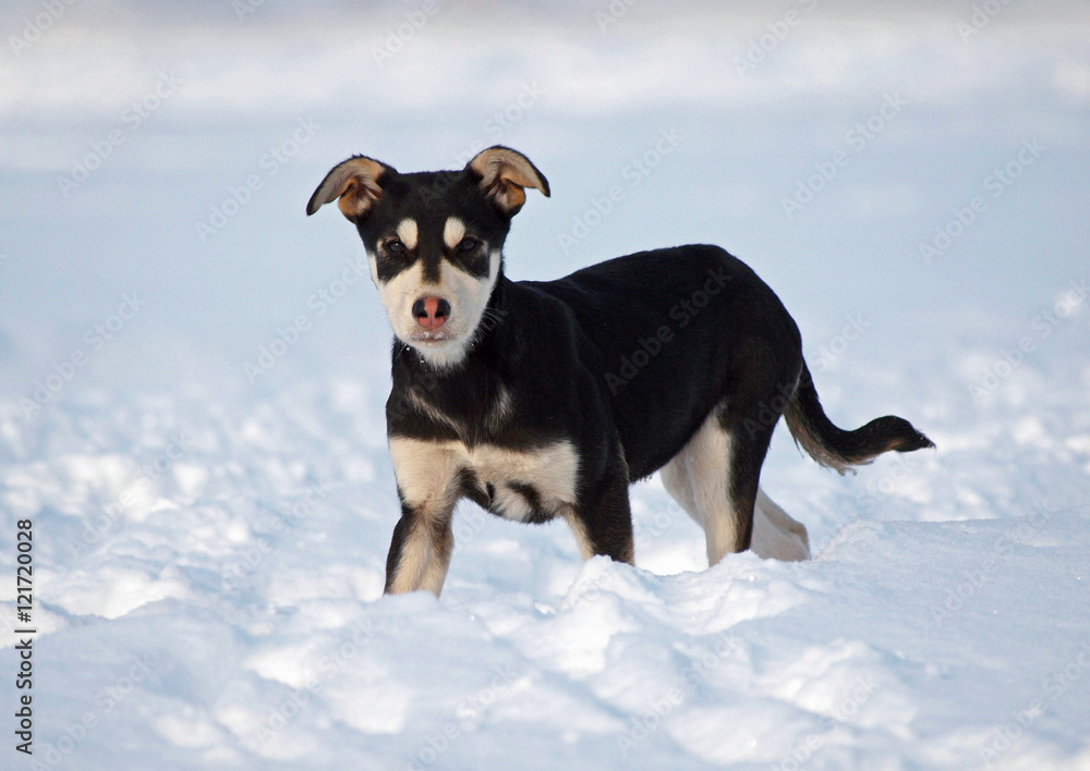 Puppy in deep snow in frosty winter day