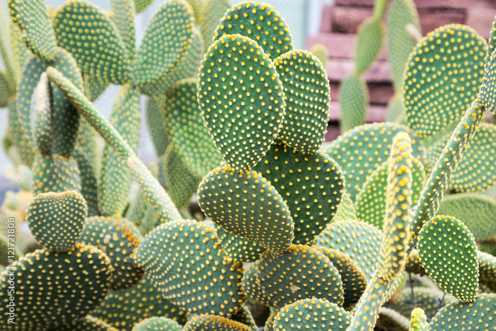 Opuntia microdasys cactus in botanical garden Opuntia microdasys cactus in botanical garden