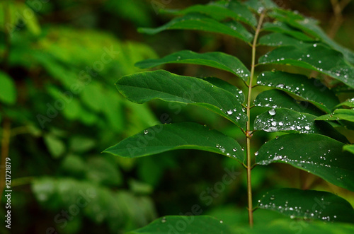 Green leaf texture. Acacia leaf with raindrops. Green leaf with water drops, macro, nature background