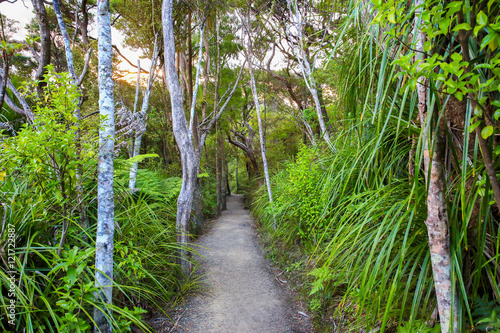 Forest path surrounded by trees and bushes, Mount Manaia.