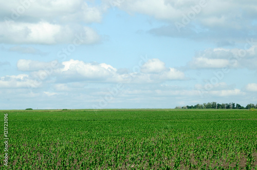 rural landscape. bright juicy green of the fields. grow a new crop.photo toned