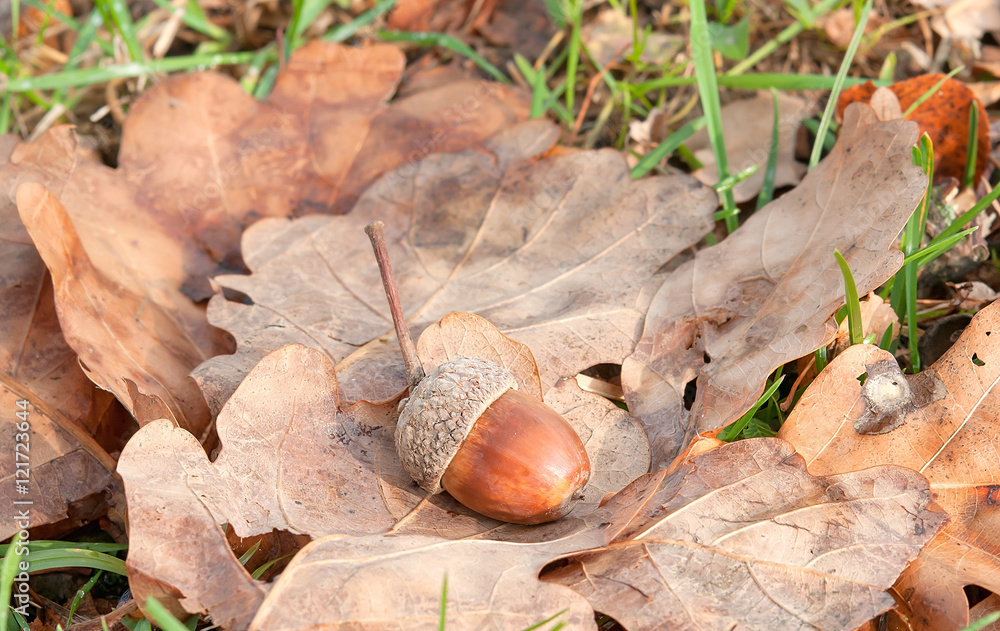 brown acorn brown acorn