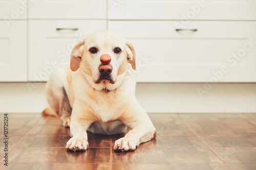 Dog with tasty macaroon
