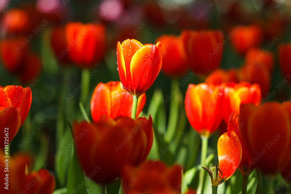Red Tulips petals orange bud in blurry tulips background Red Tulips petals orange bud in blurry tulips background