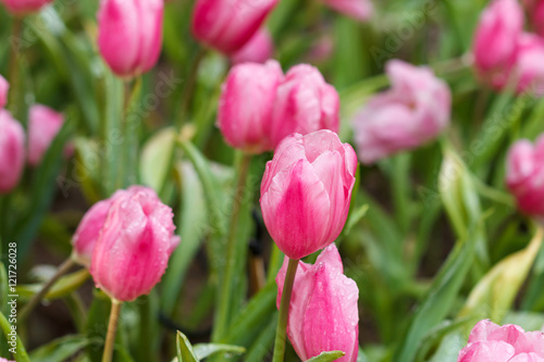Pink tulips in a garden with tulips beside blurry.