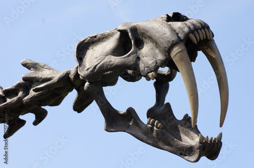saber-toothed tiger