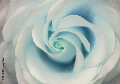 Beautiful close up of aquamarine rose flower with delicate paste