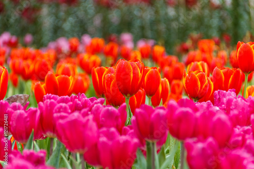 Tulip red petals with yellow flowers in the garden f