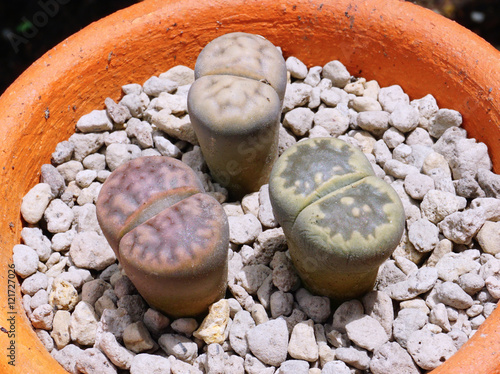 Lithops (Living stone), Cactus photo