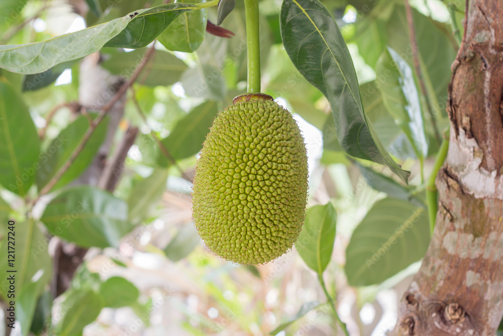 young jack fruit on tree in garden young jack fruit on tree in garden