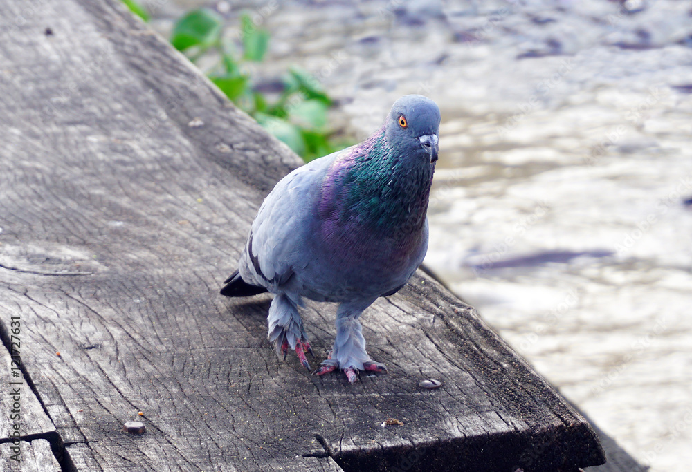Fototapeta premium Pigeon grey. Beautiful pigeon close up. City birds. Pigeons of the Church. The bird view.