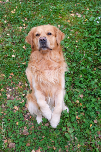 Dog (Golden retriever) standing on two feets an begging.