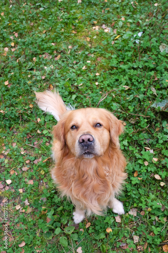 Dog (Golden retriever) sitting and looking up. Green background. Focus on head.