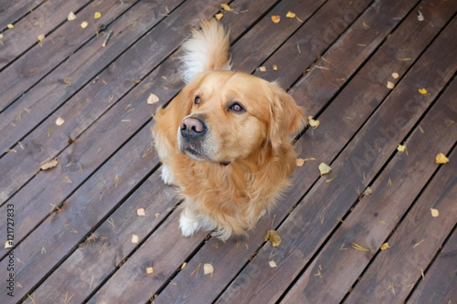 Dog (Golden retriever) sitting on wooden deck and looking up. Focus on head.