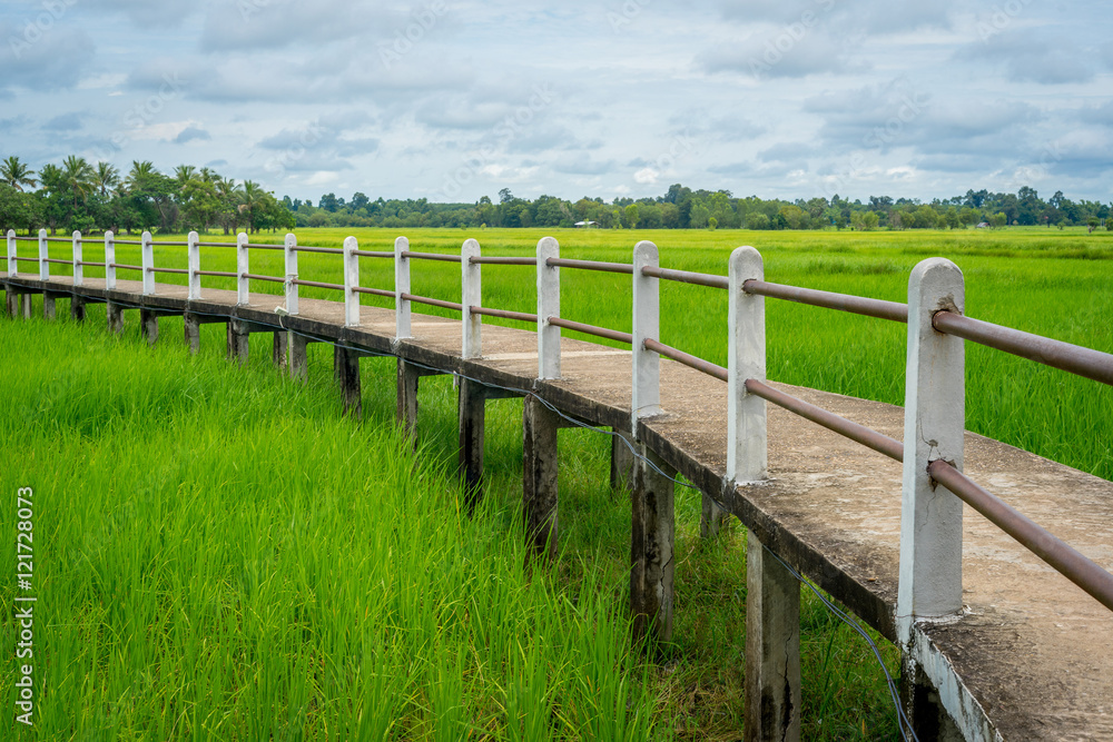 Small concrete bridge through green rice field