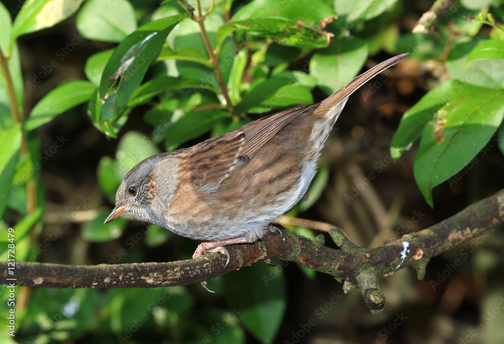 Fototapeta premium Close up of a Dunnock