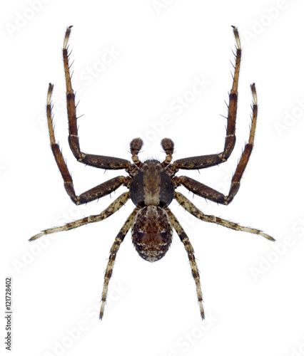 Spider Xysticus mongolicus on a white background