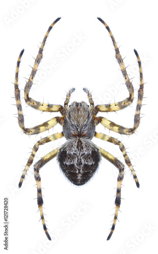 Spider Agalenatea redii on a white background