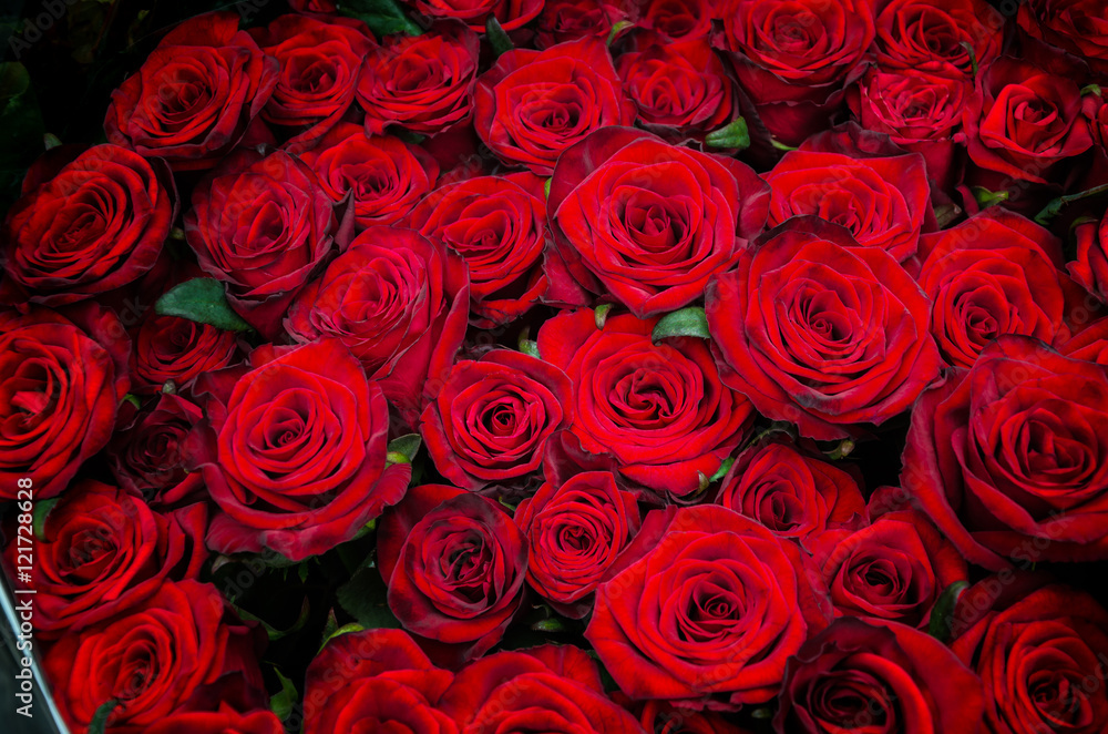 red rose flowers