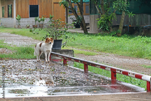 Dog breed Thailand that serves to guard the house. © hiran5