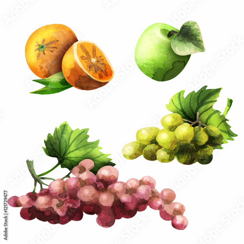 Fototapeta Naklejka Na Ścianę i Meble -  Grapes, Apple, orange. Watercolor set