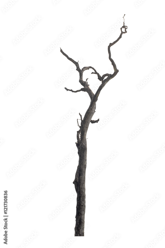 Dead tree isolated on white background Dead tree isolated on white background