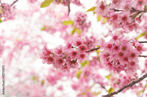 Pink flowers blooming in park