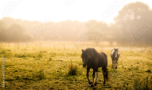 horses in the mist