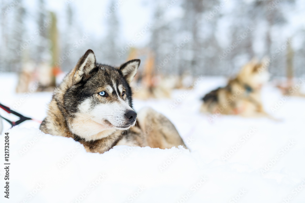 Naklejka premium Husky safari