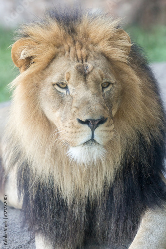 Fototapeta Naklejka Na Ścianę i Meble -  Lion Face Closeup