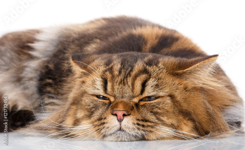 cat resting on a white background, has closed eyes