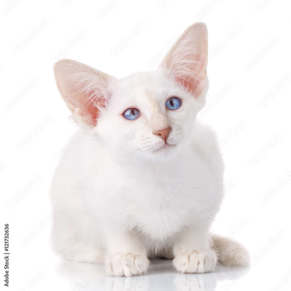 blue eye Siamese kitten, isolated on white