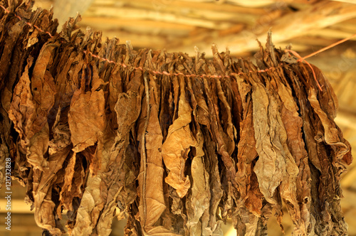 a cigar factory in the Dominican Republic. Tobacco leaves are dried under a canopy of palm leaves. photo toned.