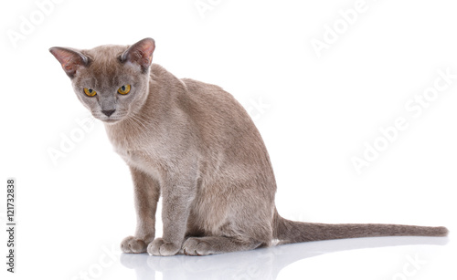 gray cat on white background