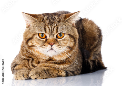 cute big striped cat lies on a white background.