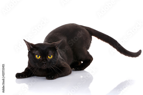 Obraz na plátně black cat Bombay on a white background sat in the front paws