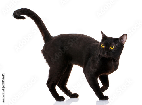 Print op canvas Bombay black cat on a white background