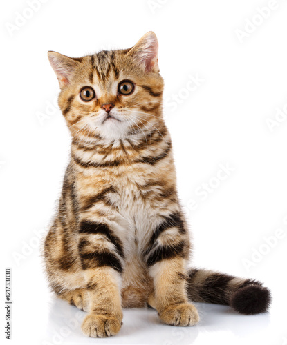 Fototapeta Naklejka Na Ścianę i Meble -  Portrait cat, scottish Straight