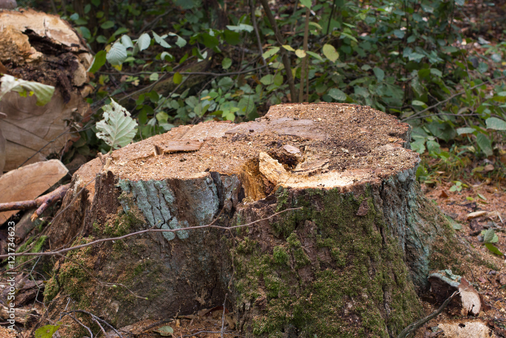 Pine stump, result of tree felling. Total deforestation, cut forest Pine stump, result of tree felling. Total deforestation, cut forest