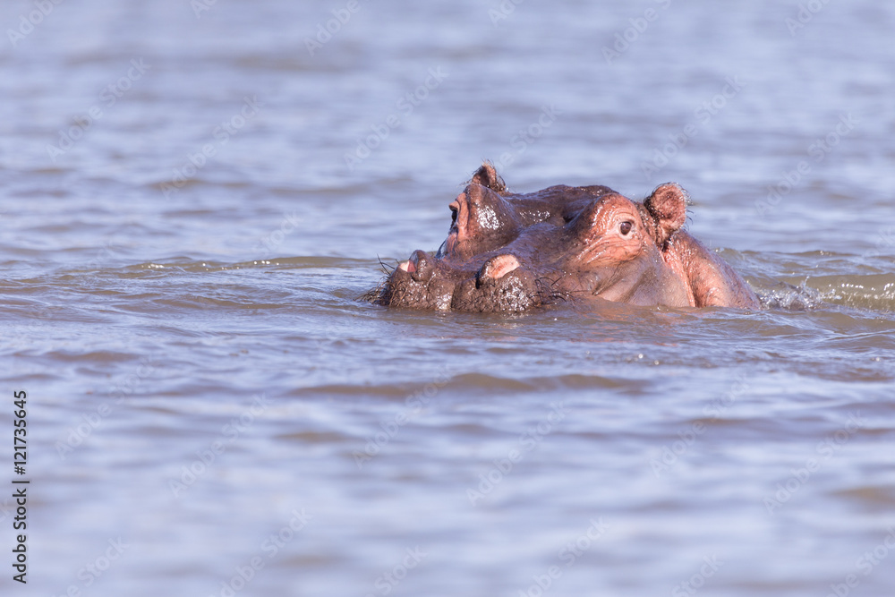 hippos bathing in Lake mombasa, kenya hippos bathing in Lake mombasa, kenya