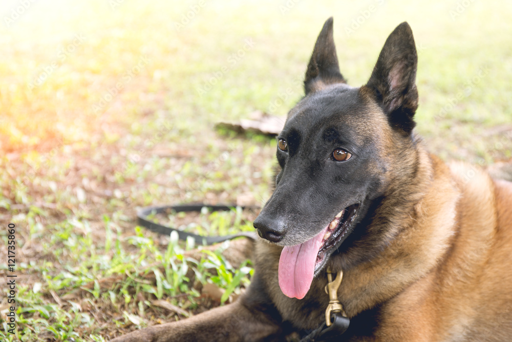 german shepherd dog in police k-9 unit crouch on grass