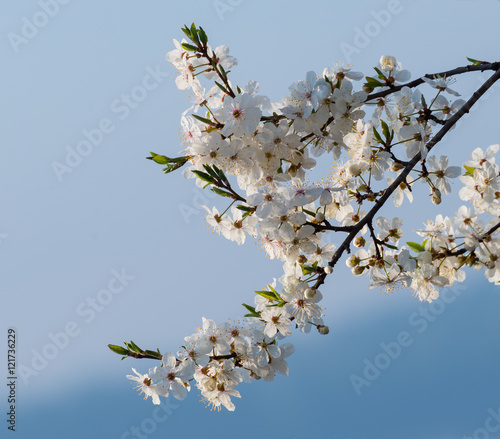 Blossoming cherry tree
