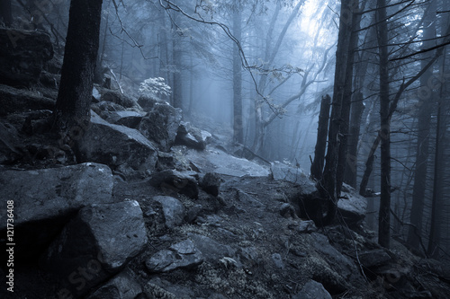 Fototapeta Naklejka Na Ścianę i Meble -  Rocky path through old foggy forest at night