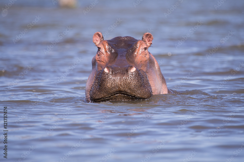Fototapeta premium hippo in mombasa kenya lake