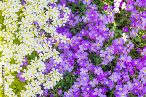 Background from spring flowers