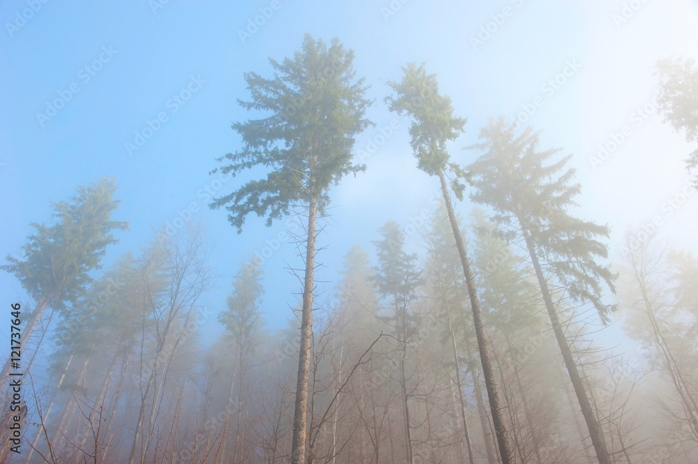 Fototapeta premium Forest in the fog