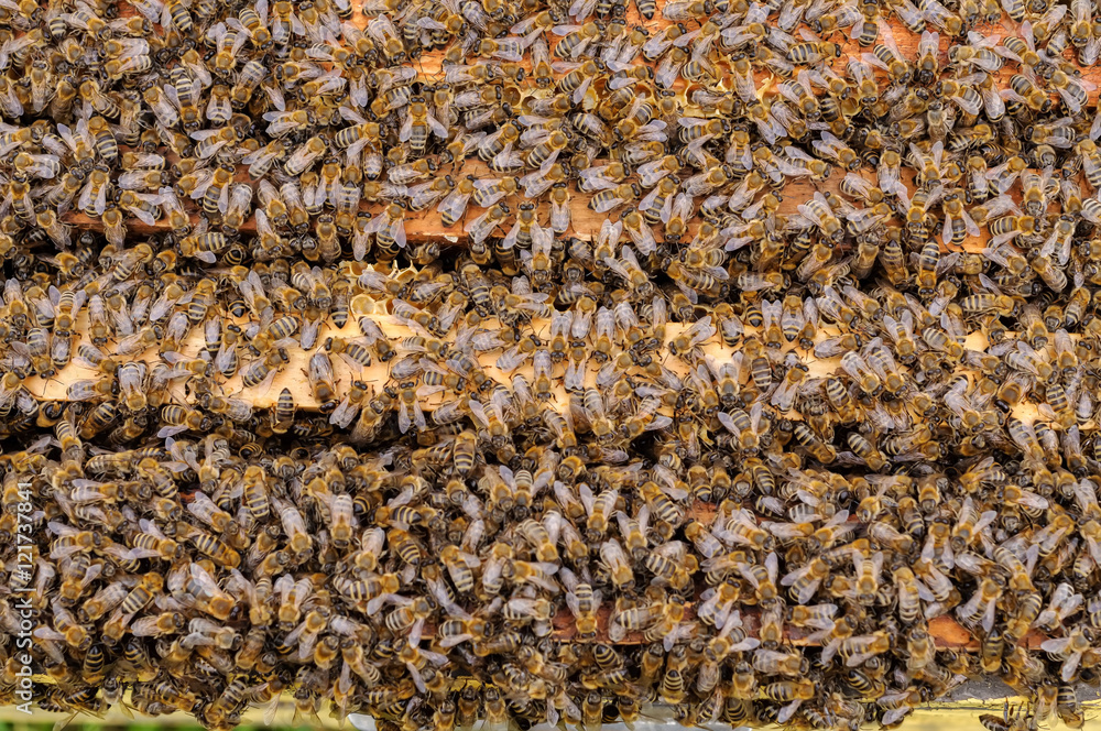 The bees inside the hive is placed on the combs. natural background The bees inside the hive is placed on the combs. natural background